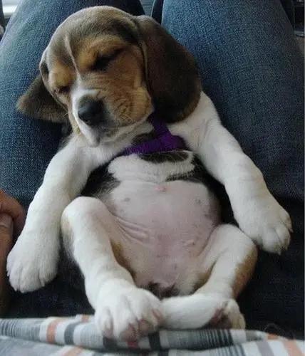 狗狗为什么爱趴在主人胸前睡觉,狗狗不愿意和主人睡