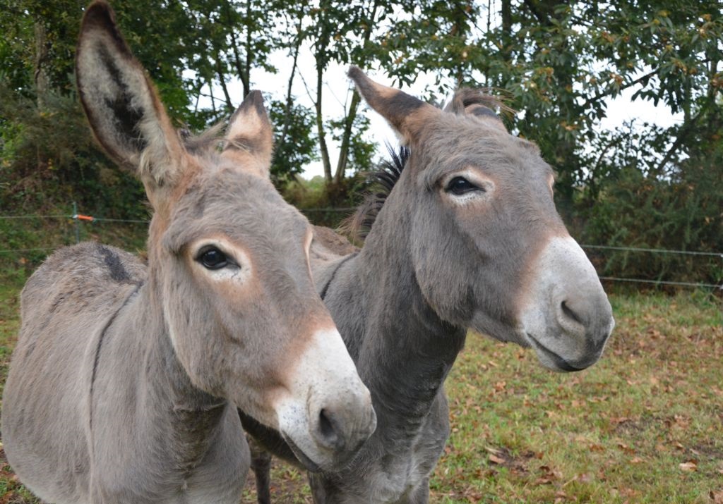 马真的比驴好吗,为什么马永远无法取代驴子的地位
