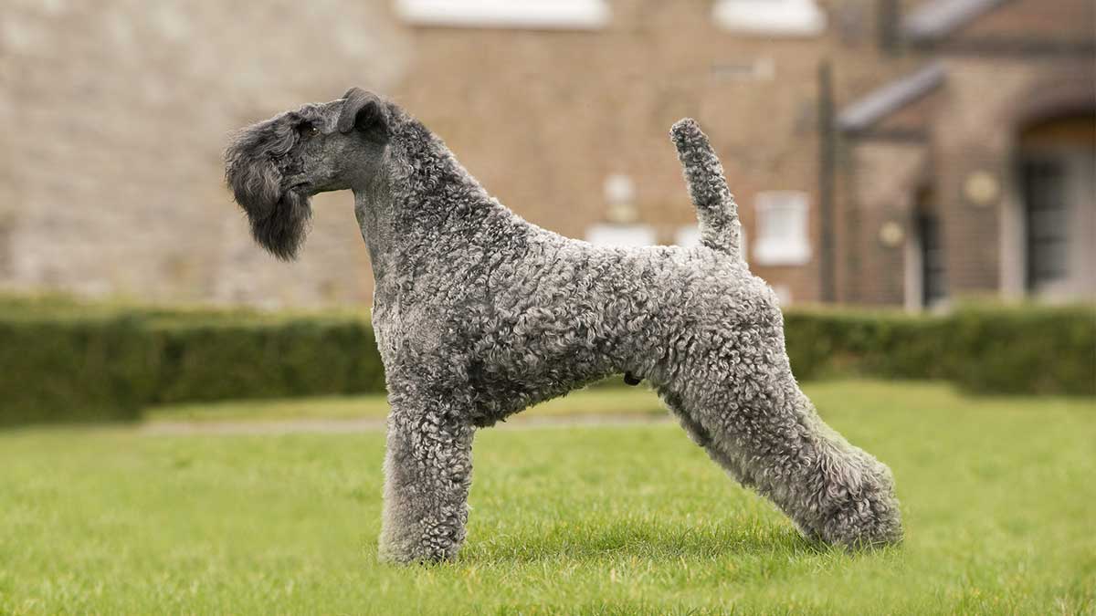 这几种狗狗不仅好养还不臭,这六种狗狗便宜又好养谁养谁走运