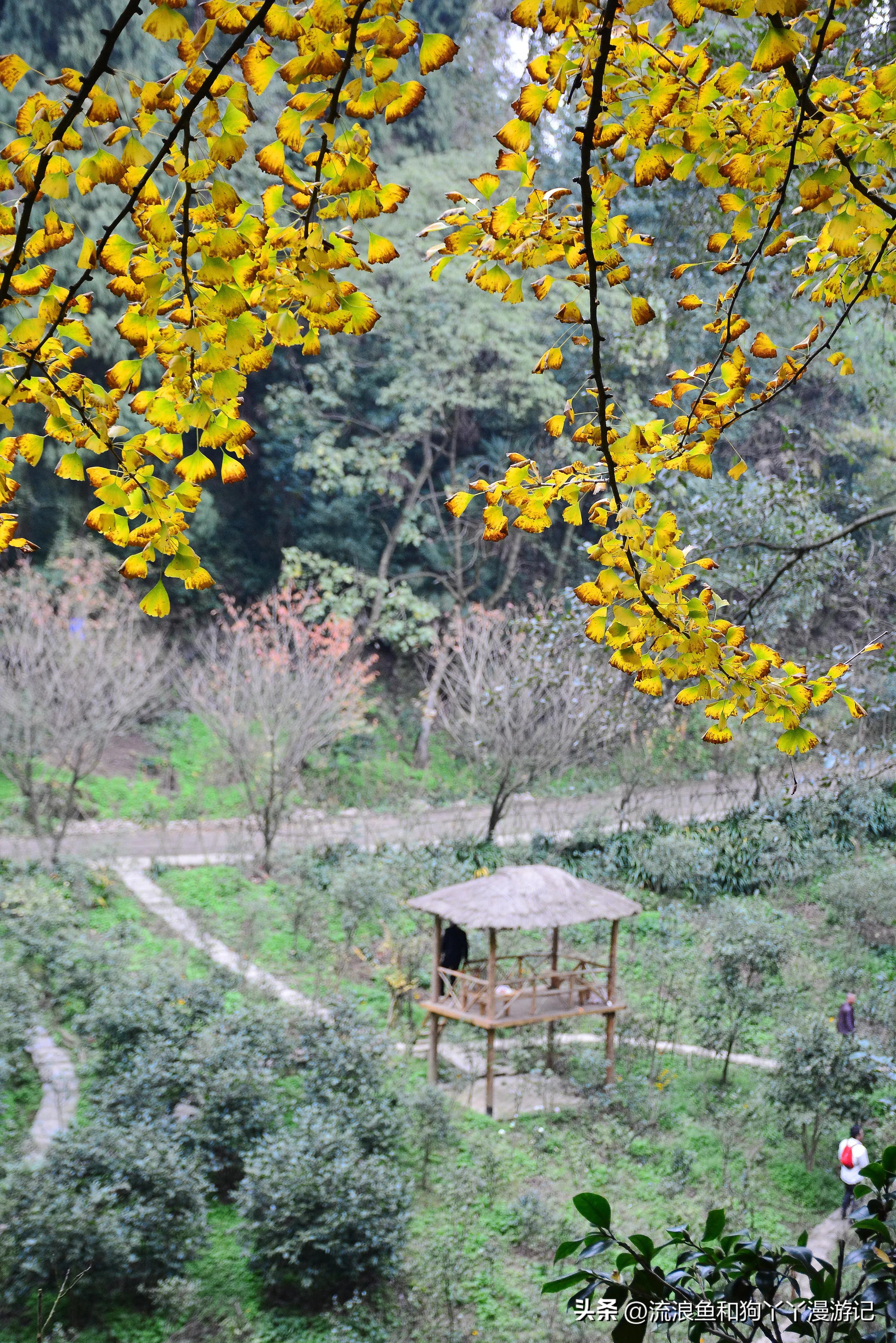 四月份成都近郊一日游好去处,2022成都近郊看雪一日游最佳去处