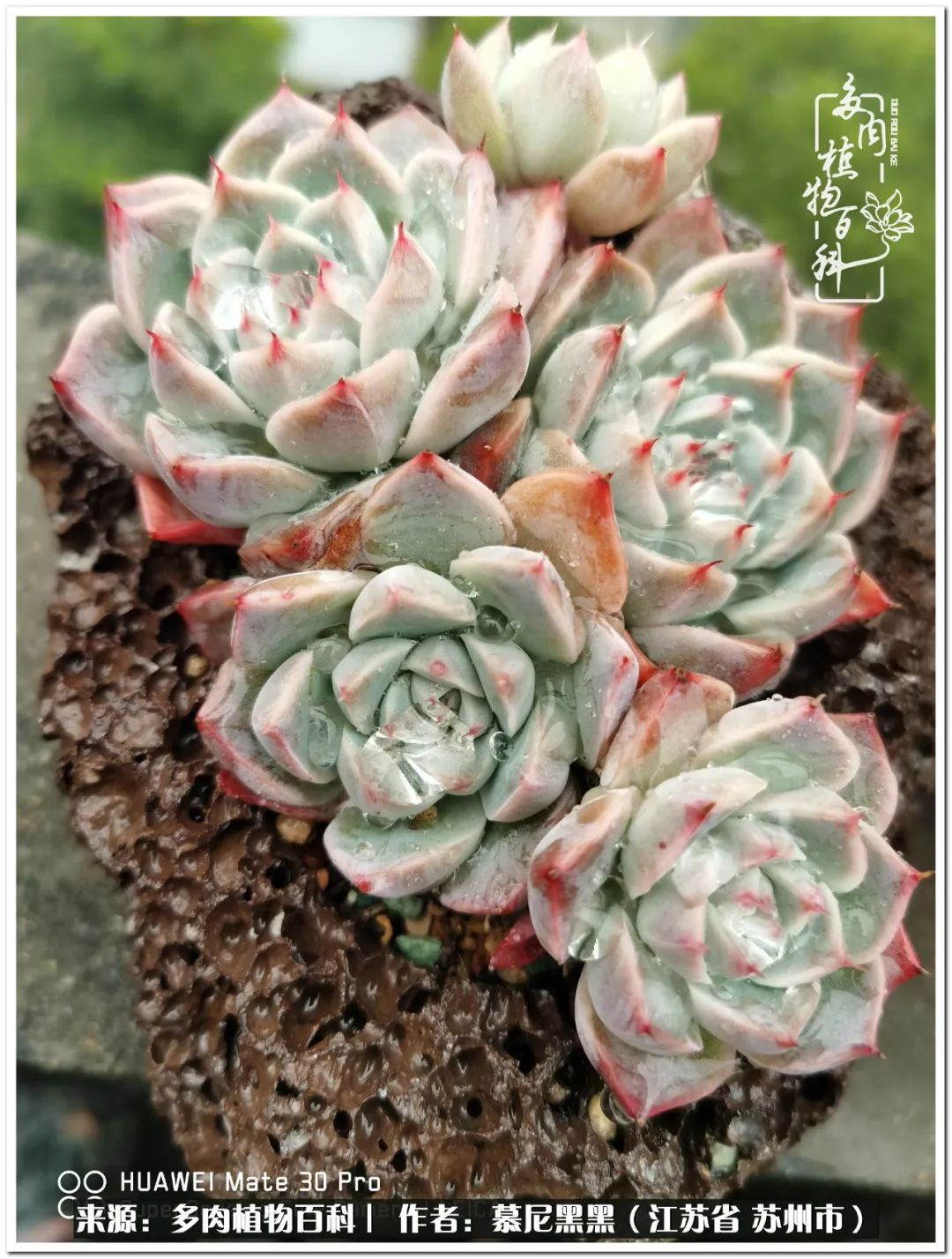 生活需要三分甜,生活需要一半禅意一半烟火