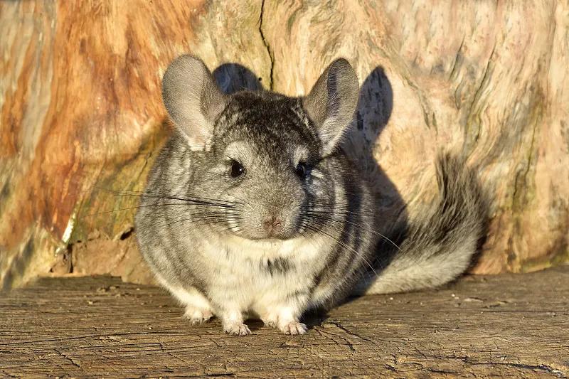 什么宠物对纯素食者最好,好养且可以食用的宠物有哪些