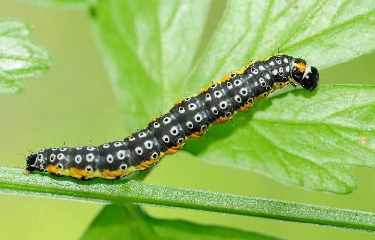 纯文字D之一百吃虫者说