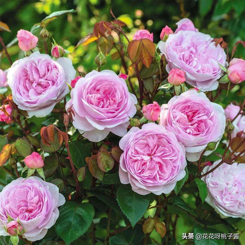 花期特别短暂开放好看的粉色月季,粉色可爱融化你的少女心月季