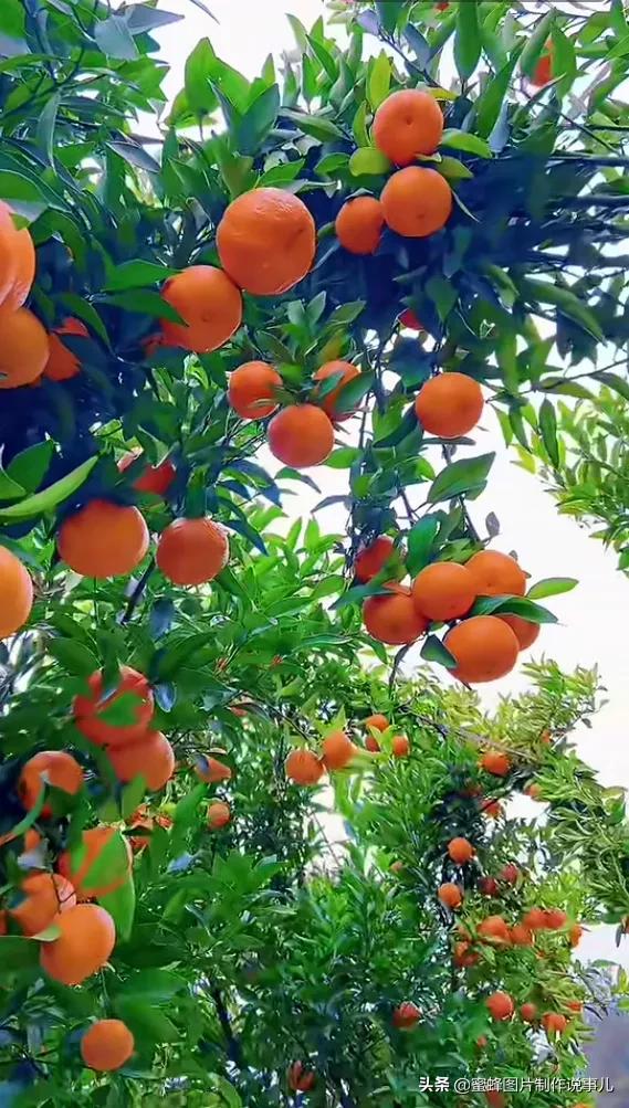 壁纸图片水果清新,丰收的水果高清图片壁纸