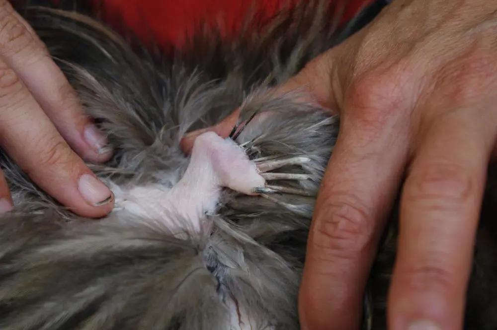 鸟翅膀退化,鸟退化了翅膀