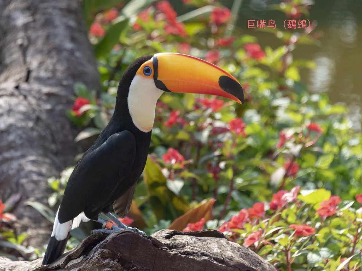 广州长隆野生动物园全部动物,广州长隆野生动物园所有动物介绍