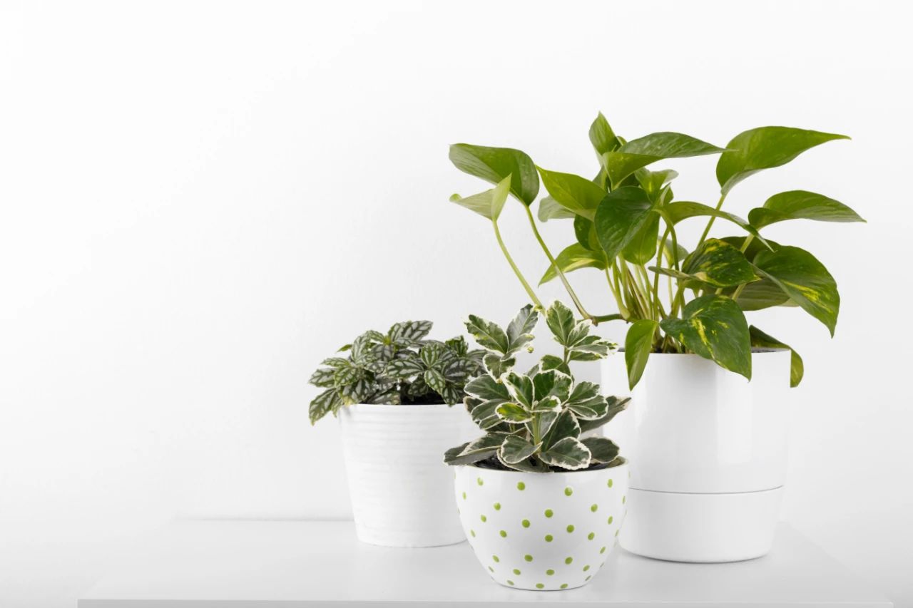 绿萝夏天生小飞虫怎么消灭掉,绿萝小飞虫消灭方法