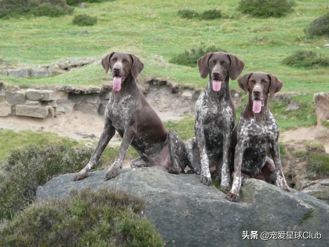 德国的猎犬品种大全,短毛立耳猎犬品种大全