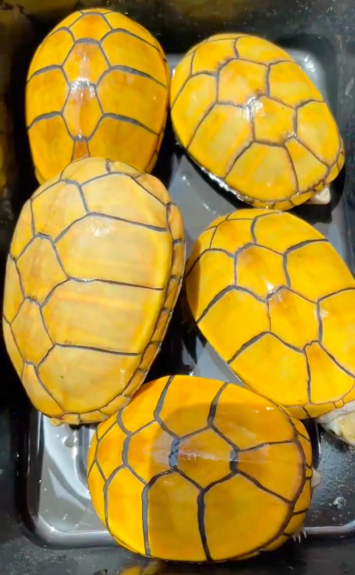 乌龟好看好玩又好养的蛋龟,最值得养的蛋龟品种