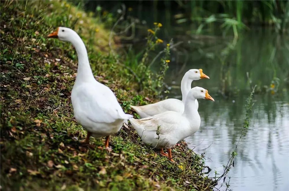 大美崇信，诚信之城欢迎您！