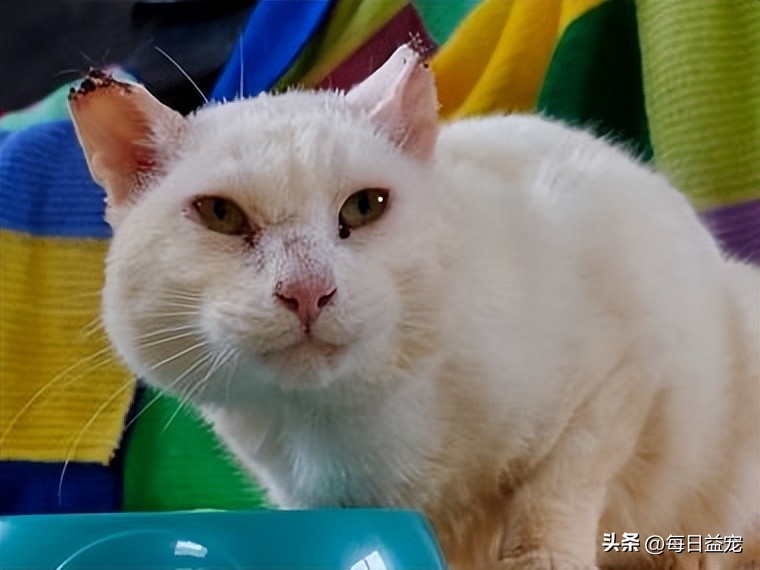 带猫出去晒太阳它为什么发抖,中午带上猫玩耍