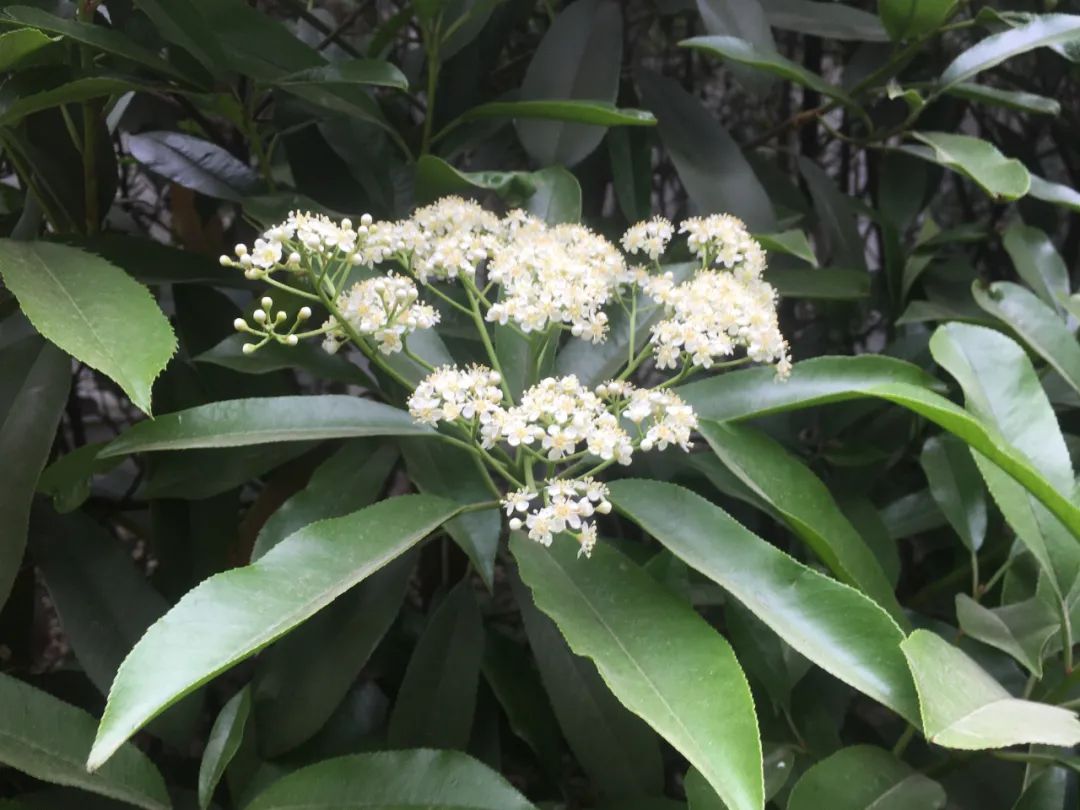 石楠花为什么种那么多,石楠花那么臭为什么还大面积种植