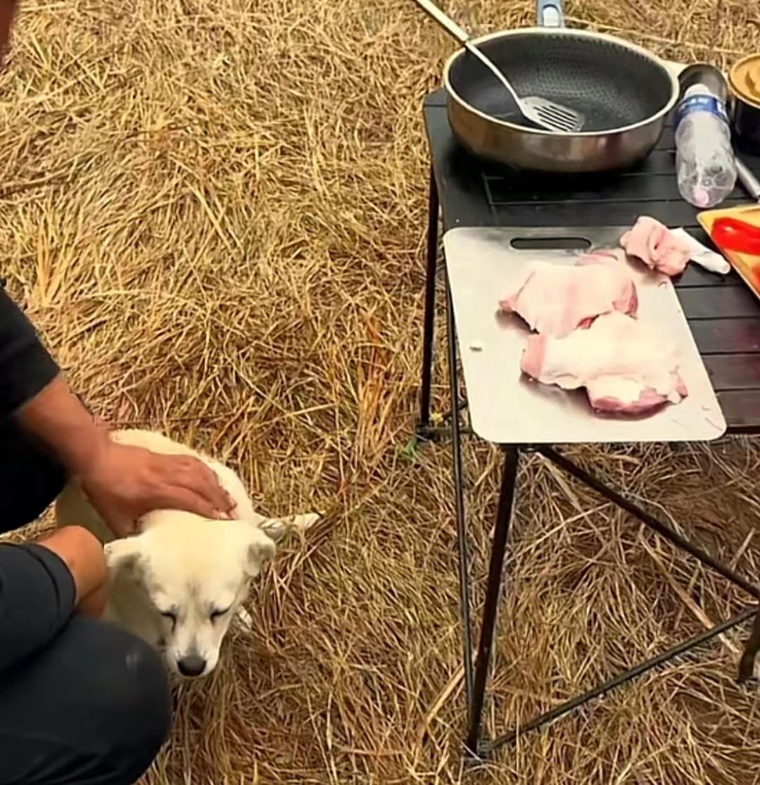 22年郑州5人1狗露营被困22天，靠居民投喂生存，荒野求生结局如何