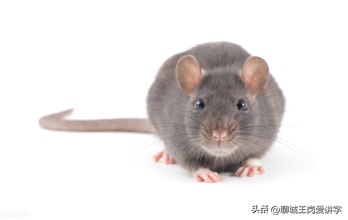 兔年简短对话,兔年互动语言