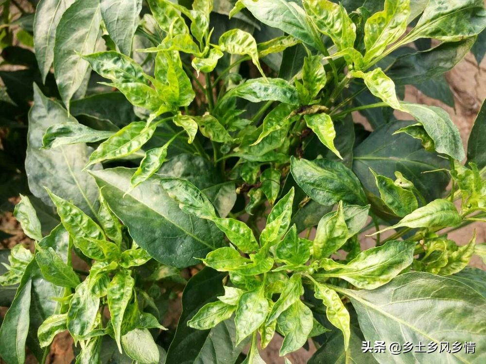 辣椒卷叶是怎么回事,辣椒卷叶用什么土办法可治