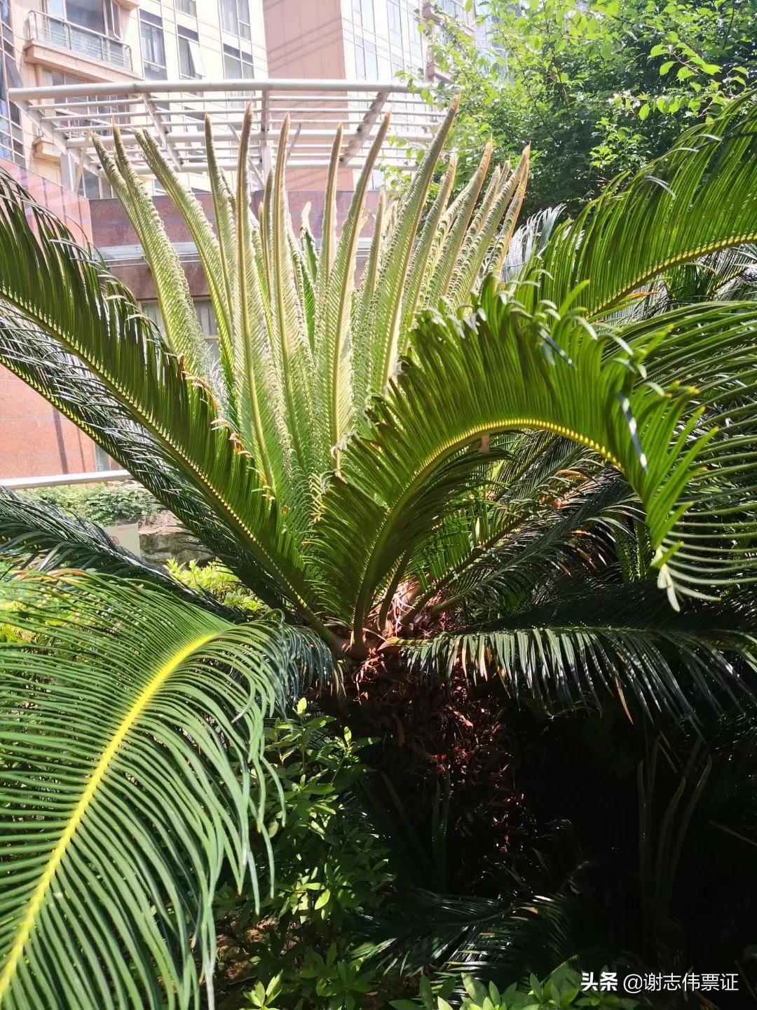 独特的苏州风情（073）铁树长出了新叶片