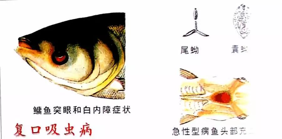 鱼眼睛白内障,鱼眼睛疾病