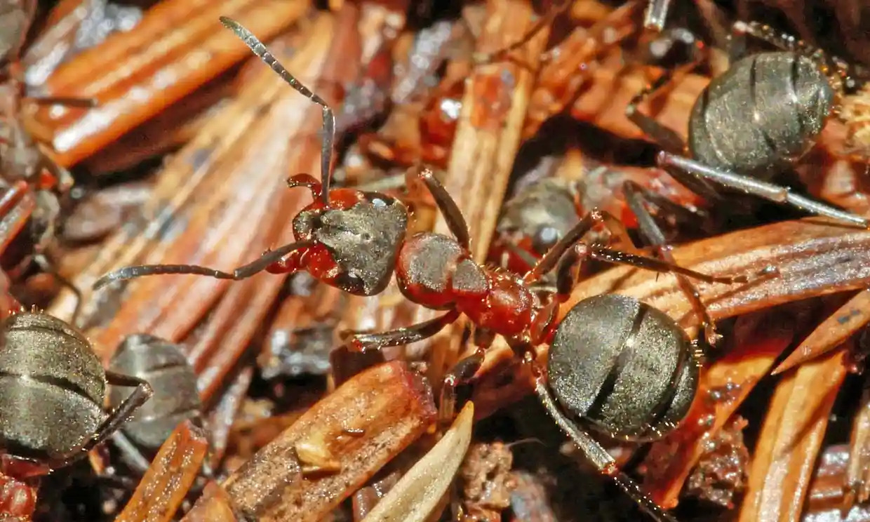 夏日随笔原创文,夏日午后随笔
