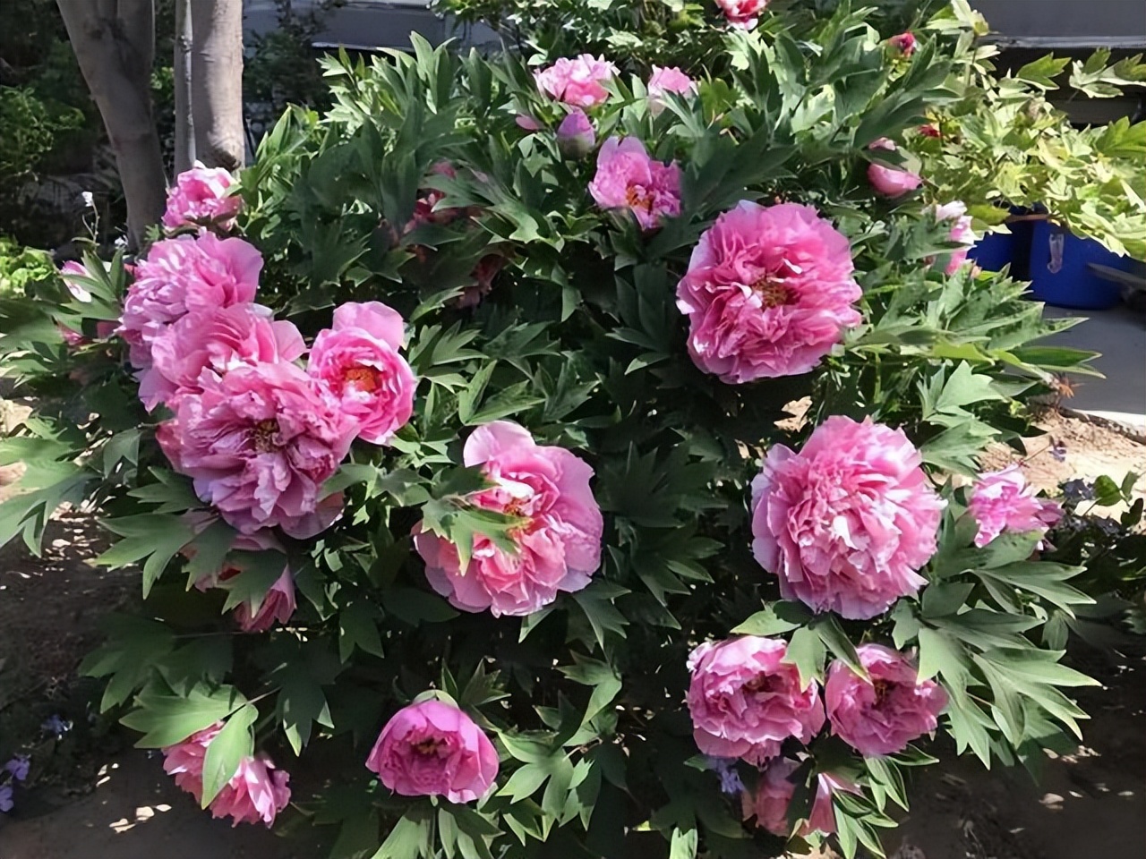 庭院种植满树花好不好风水,农村小院栽什么树旺宅