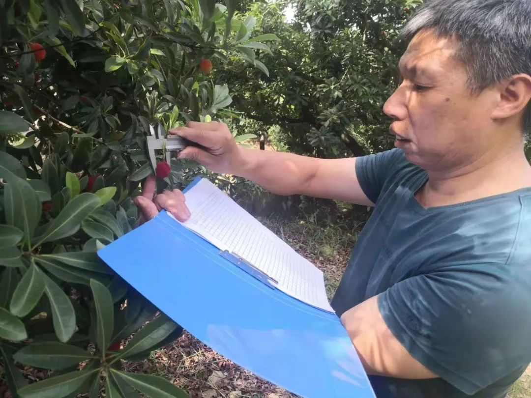 杨梅生活在什么气候中,东魁杨梅生长气候