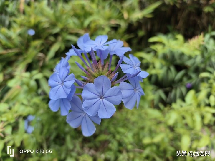 oppok10天玑8000-max,oppok10天玑8000优缺点