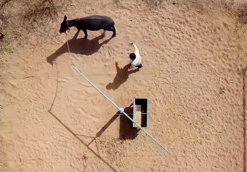 小伙三年养了4000头母驴，感情深厚一头也不卖，但一天还净赚4万