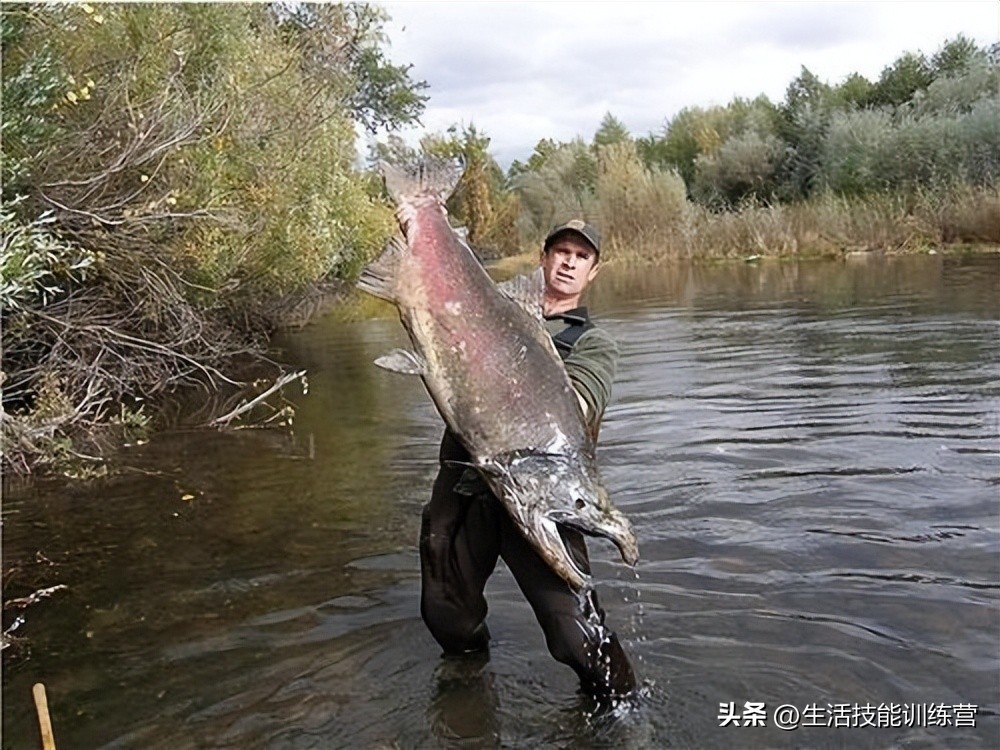动物界中最强大的动物,动物界中最强动物