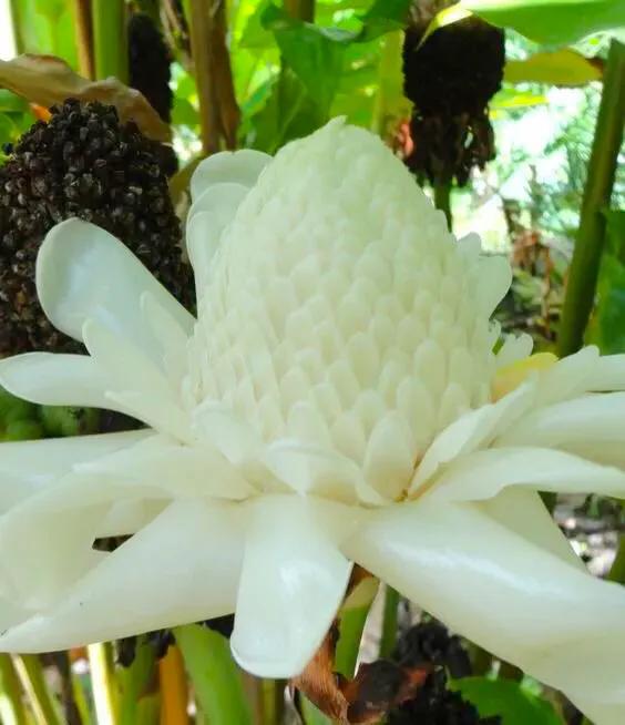 似火炬般的花朵，名字叫做火炬姜