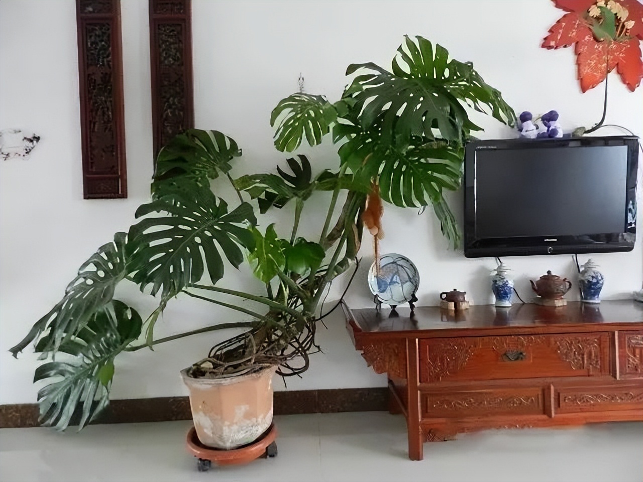 家里养哪种绿植好养且净化空气,除甲醛最好的绿植花