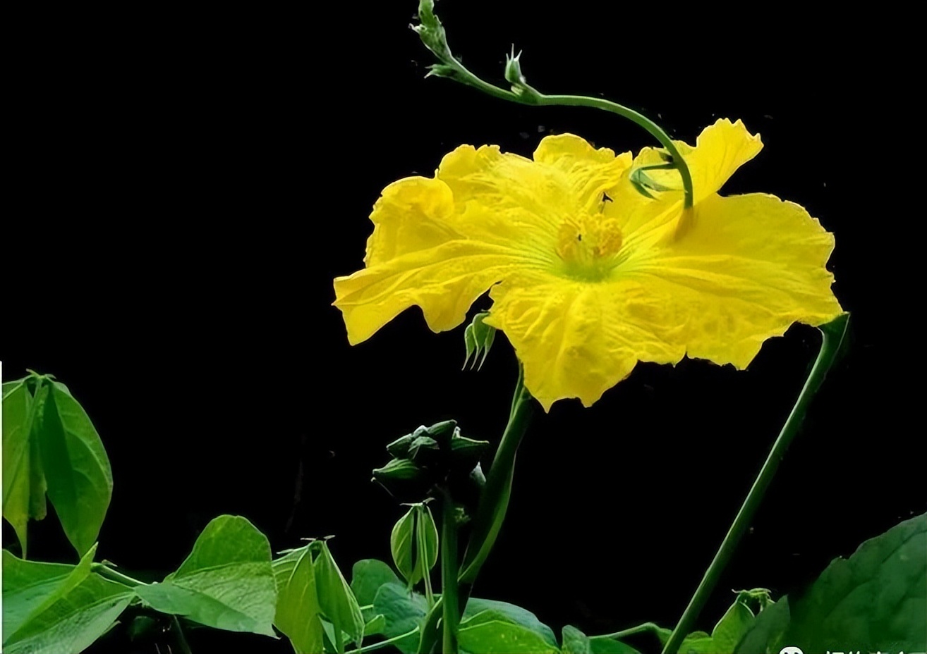 知乎公认最有文采的高考满分作文，每一篇都值得背诵，建议收藏