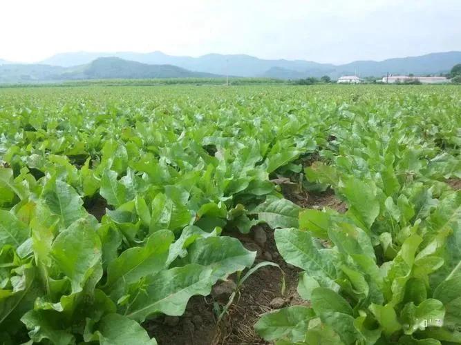 30个农村创业项目,农村创业50个项目农民该怎样创业