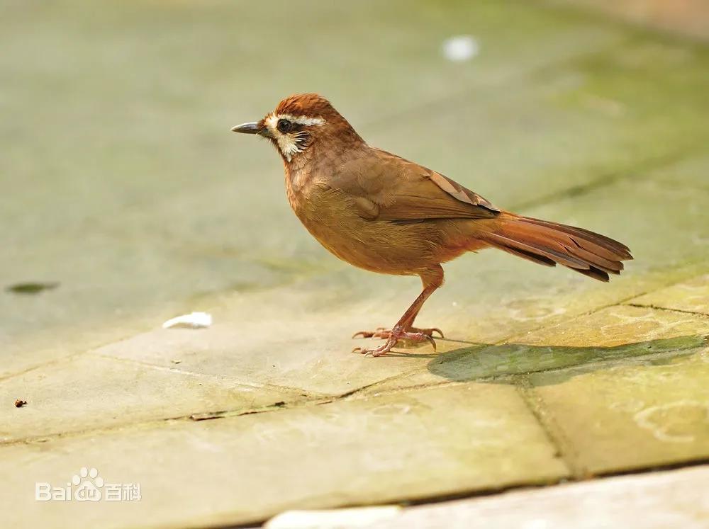 小区常见十种鸟,小区里黑色鸟一般是什么鸟