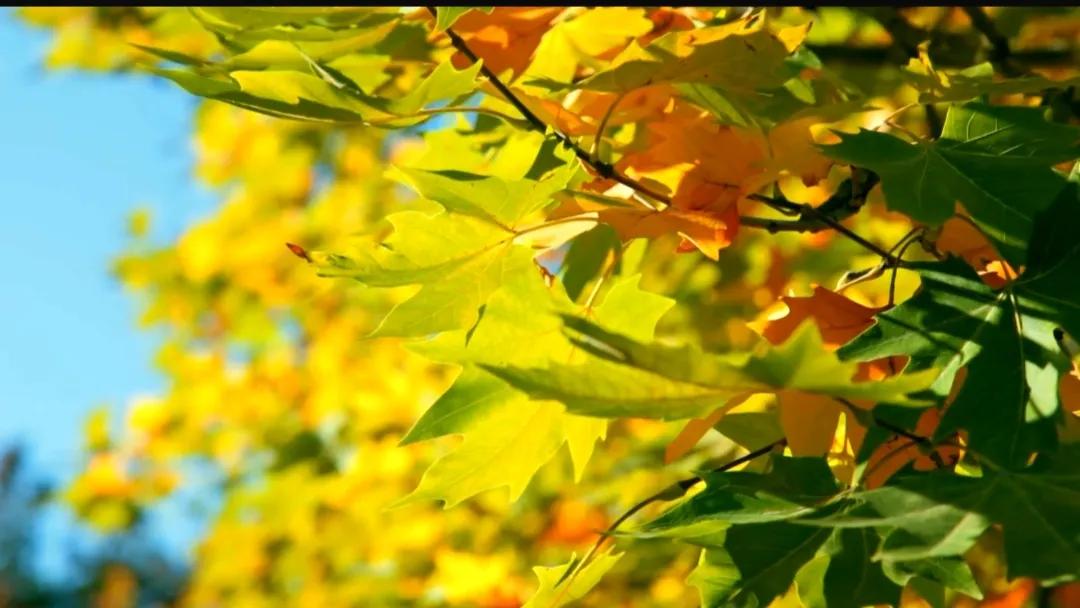 秋分是几月几号2021年,秋分早上好图片最新