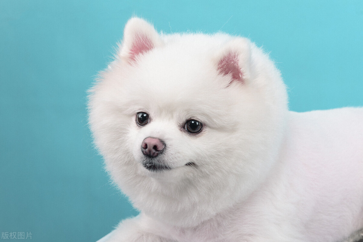 如何让狗子听懂你的话语,怎么能听懂狗狗说的是什么