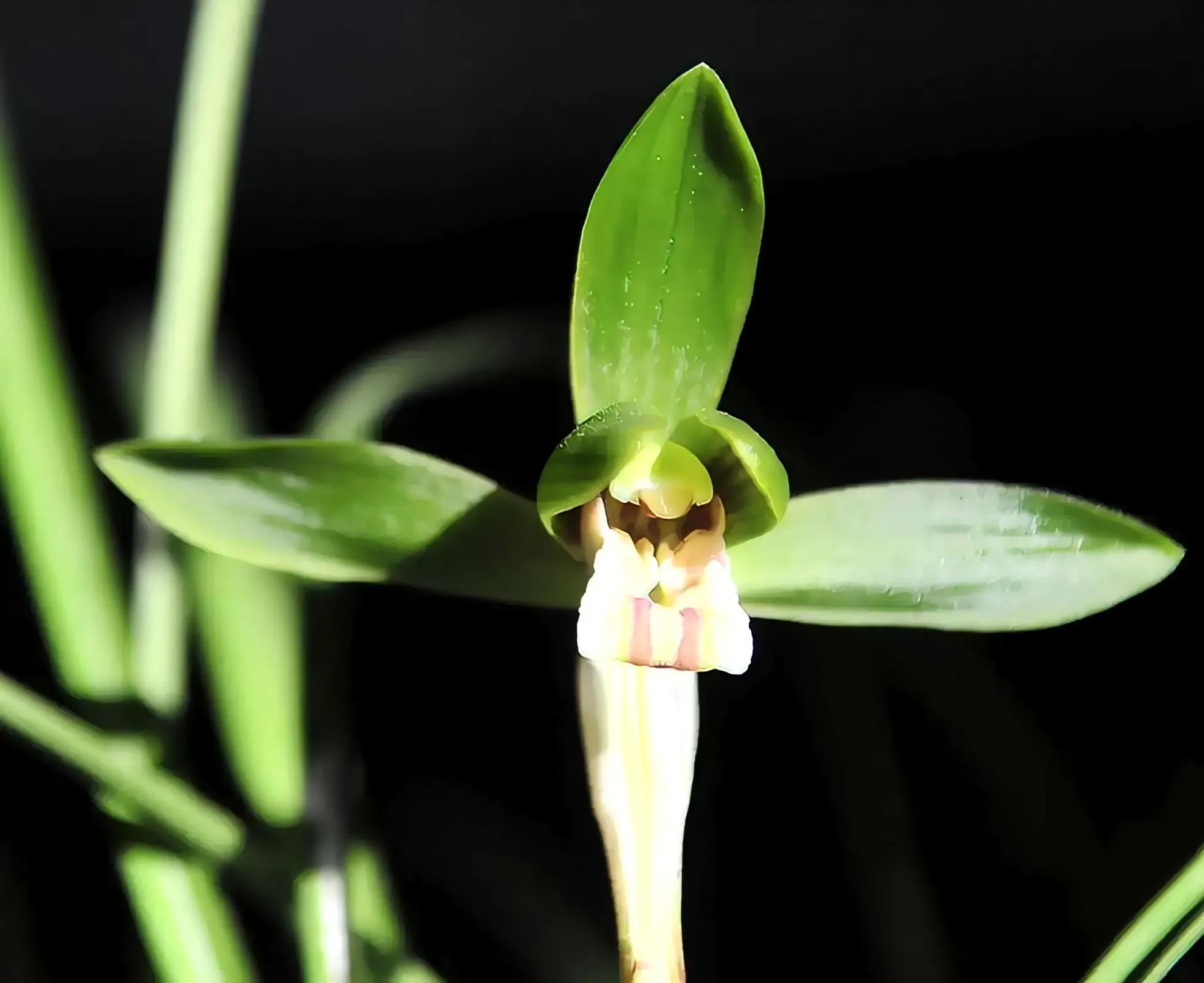 1992年贵州农民种出新品种兰花，他花1万元买下，后来怎么样了