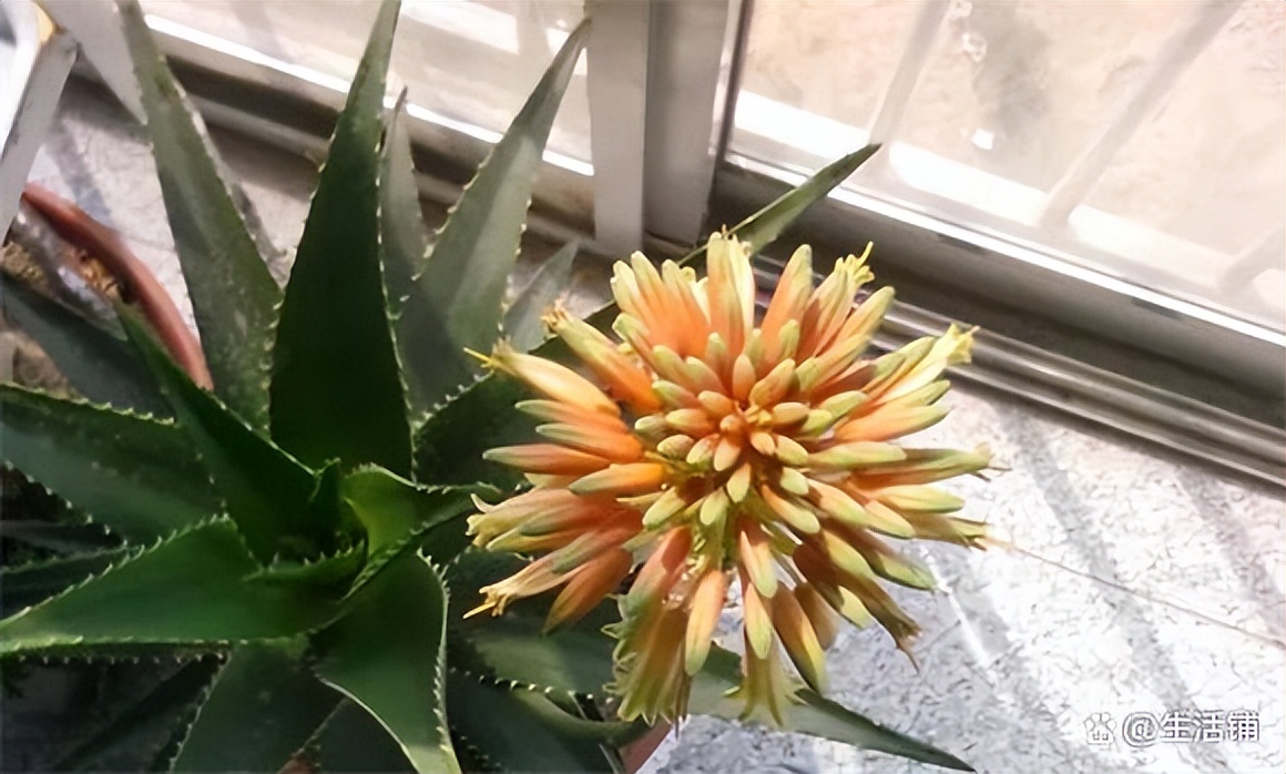 芦荟开花预示好兆头为什么要剪掉,芦荟二月份开花是好兆头