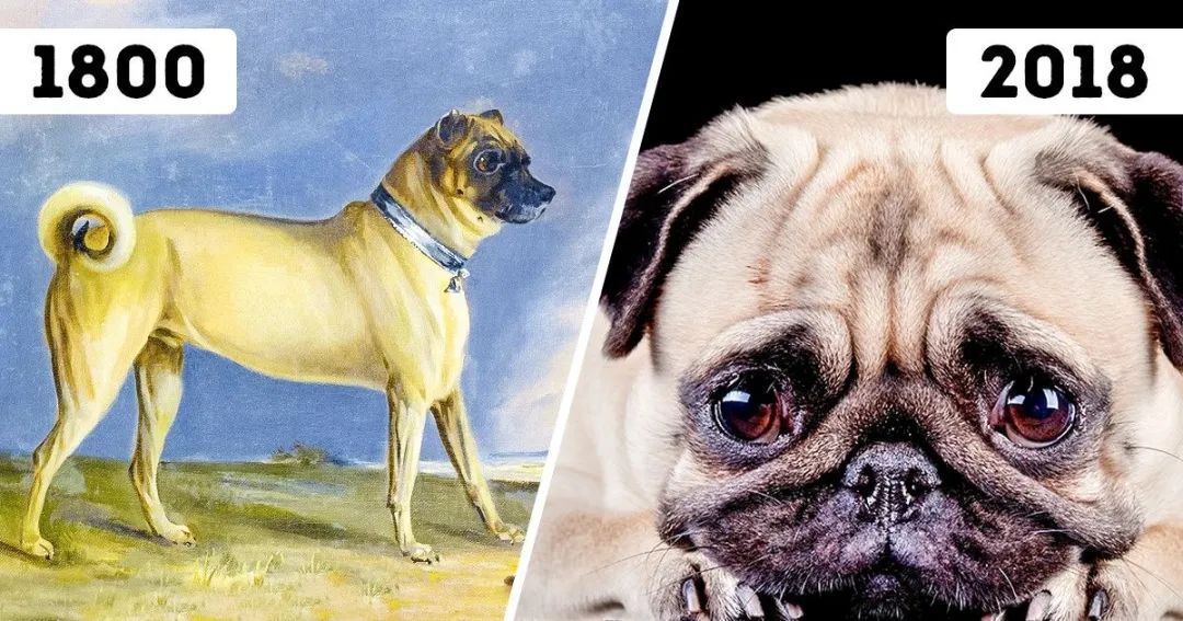 巴哥犬最大的特点,巴哥犬最令人头疼的5大缺点