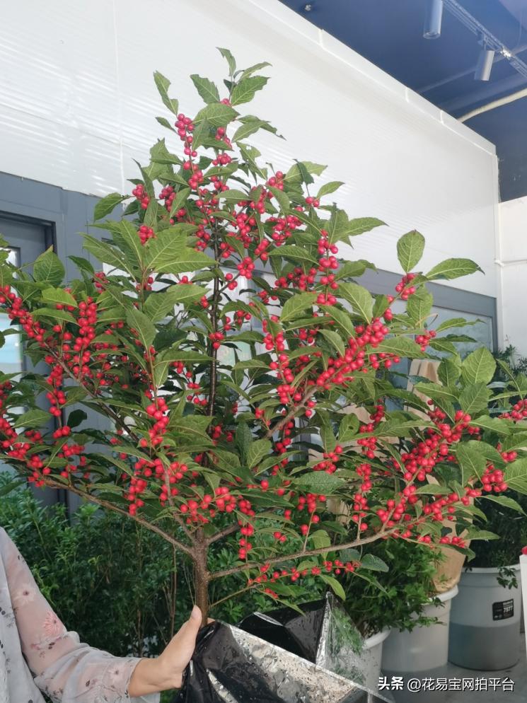 9月份红色好看的花材,颜值高的花束合集