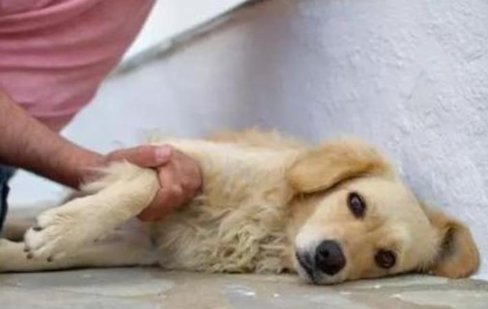 小狗狗腿摔弯曲瘸了怎么办,狗狗的脚摔得一瘸一拐得多久能好