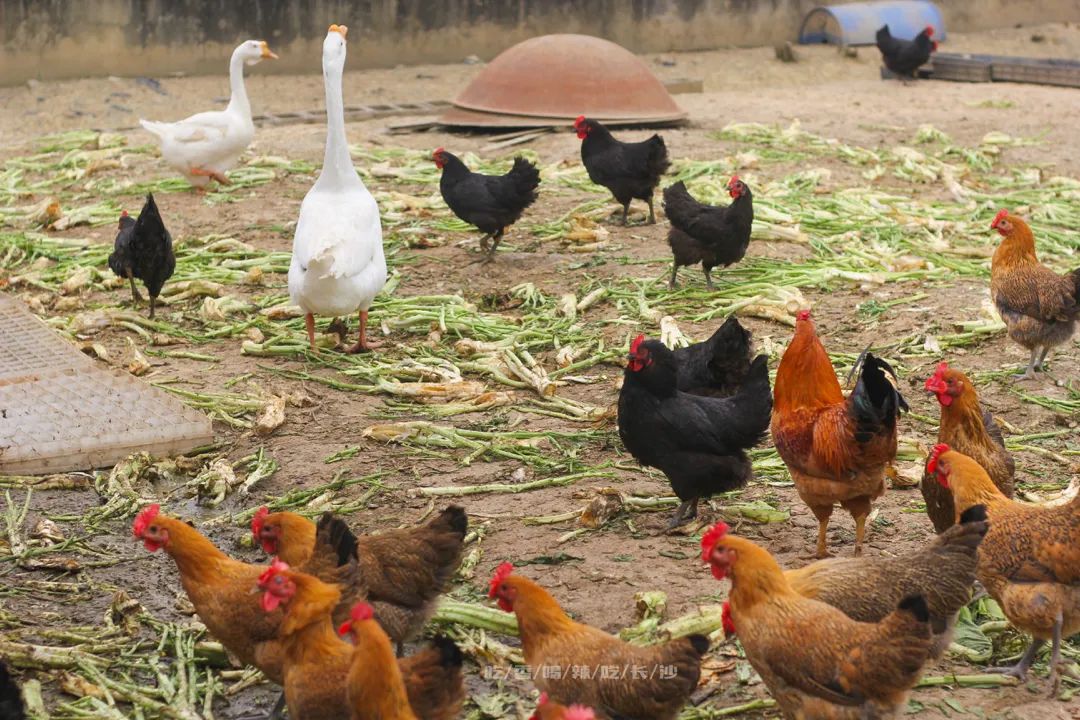 长沙攻略避开人群,收藏长沙