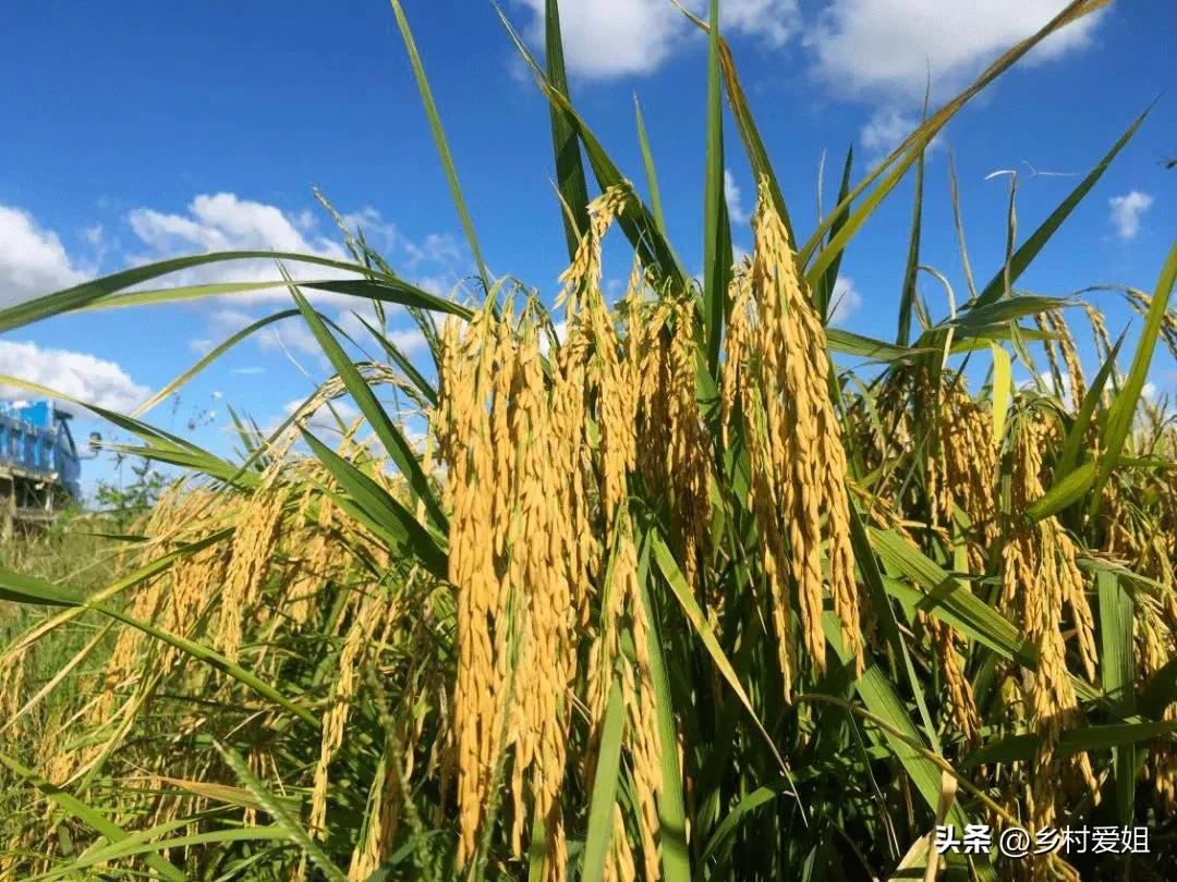 种粮农民一次性补贴是什么钱,发放实际种粮农民一次性补贴资金