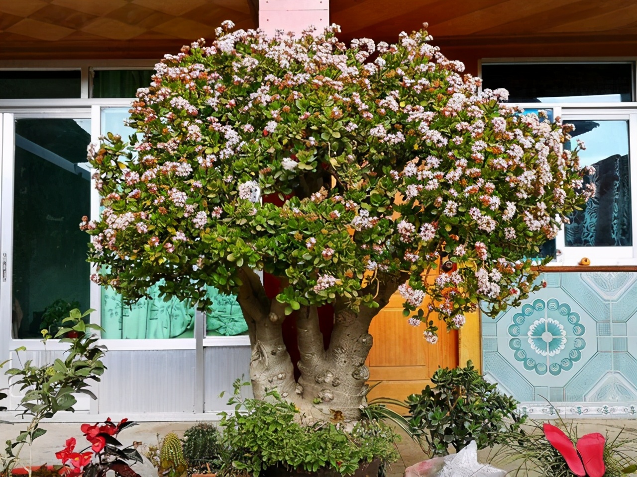 养什么花老桩值钱,这些花养成老桩就值钱了