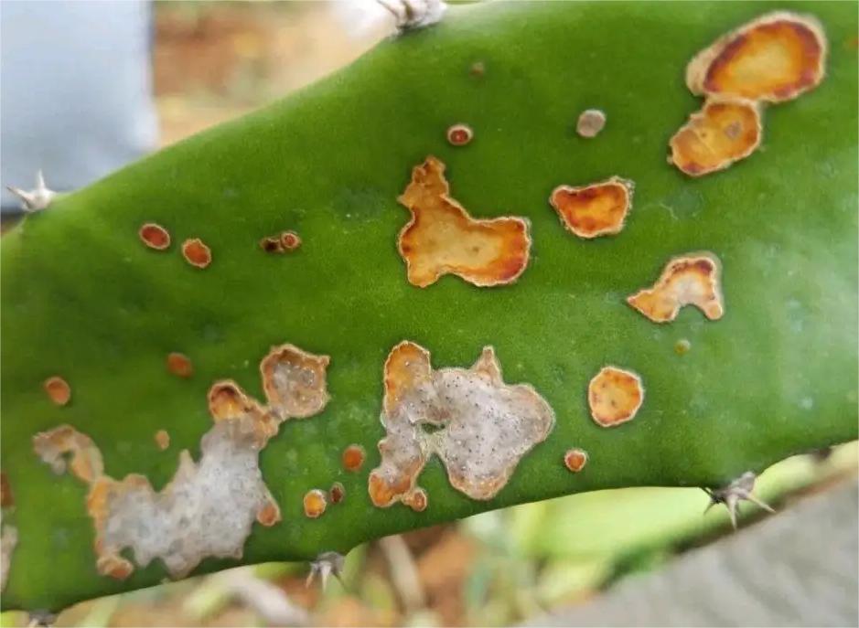 火龙果的种植条件和管理技术,火龙果的种植方法及注意事项