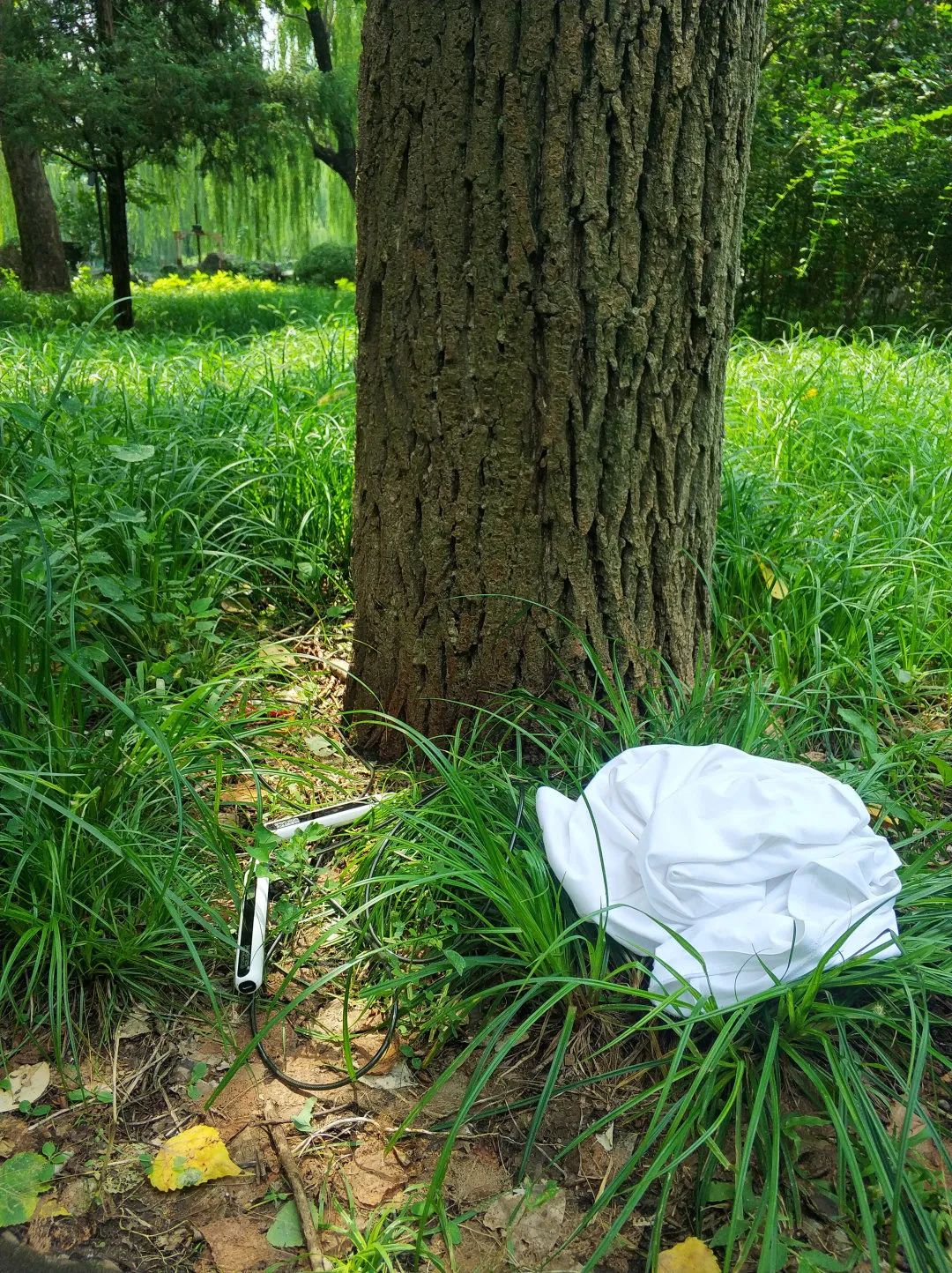 为啥乌鸦不敢招惹喜鹊,喜鹊凶猛