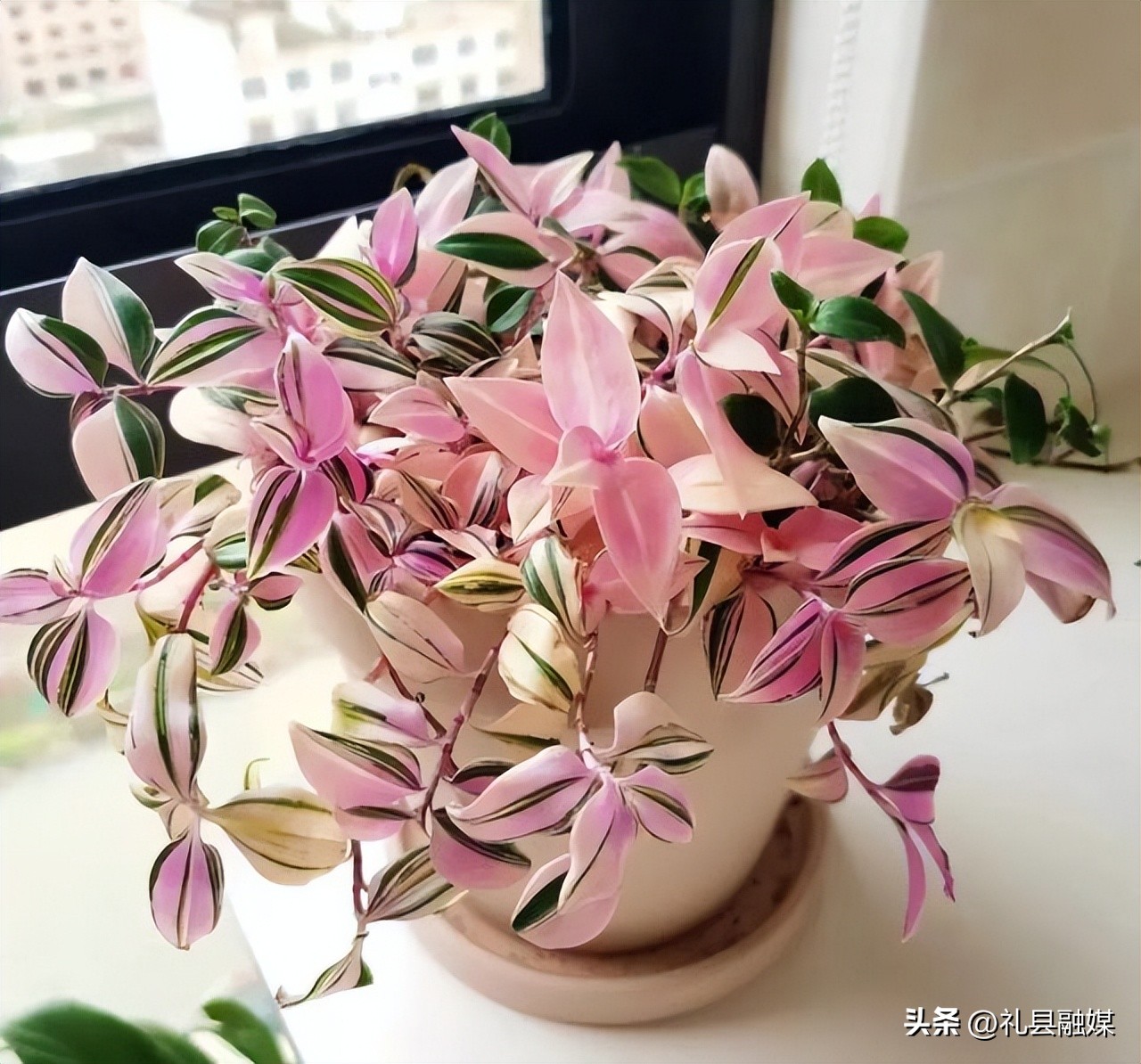 吊兰的品种与名称图片欣赏及介绍,吊兰有几种品种图片及名称介绍