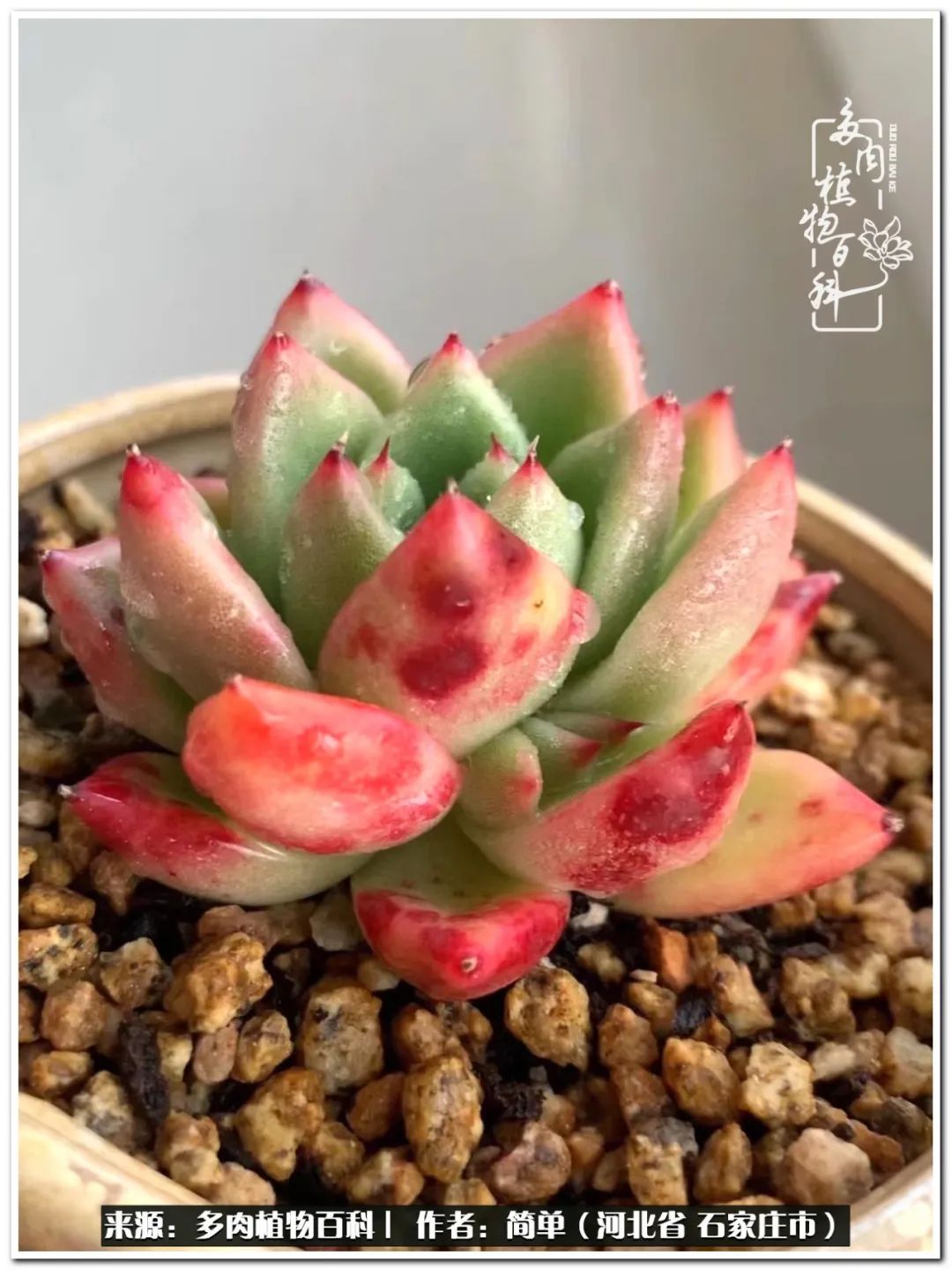 自从养了多肉以后视频,养多肉治愈生活中的疲惫和琐碎