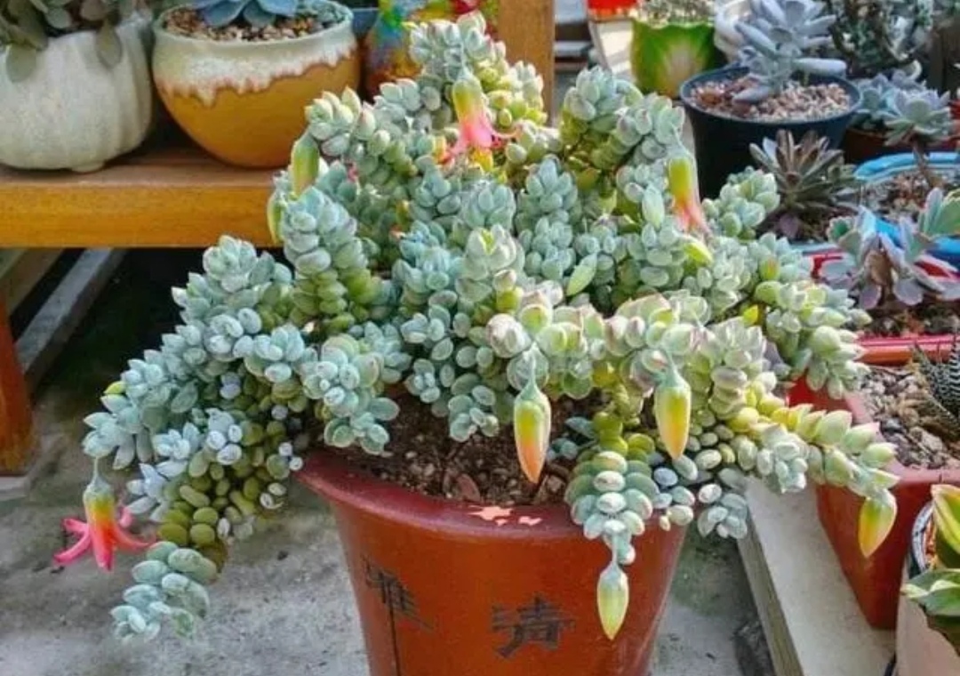 家里的多肉都开花啦,家中的多肉开花啦