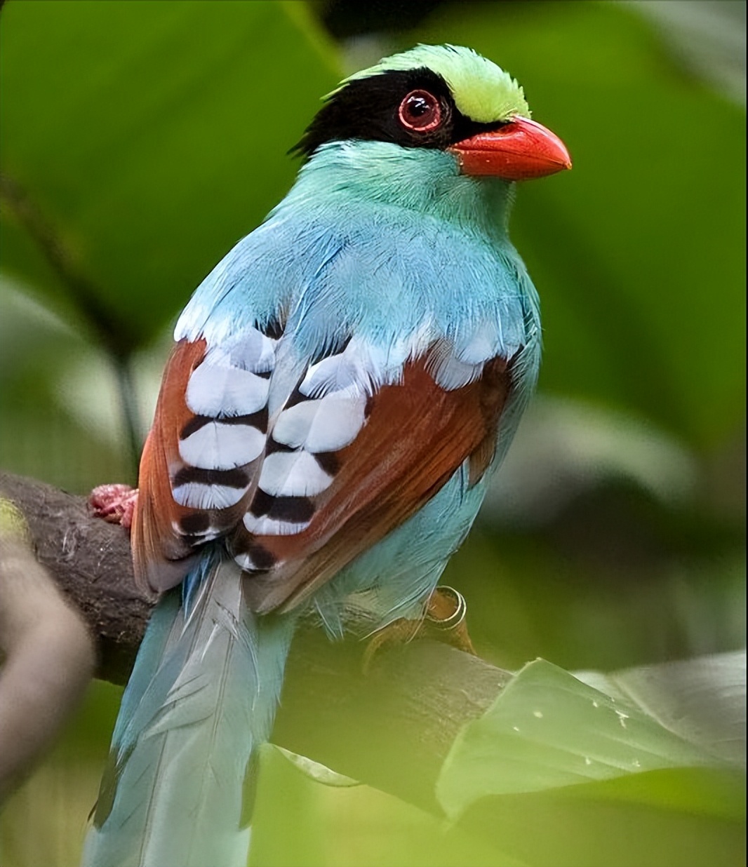 所有鸟图片大全大图,50张最佳鸟类摄影作品