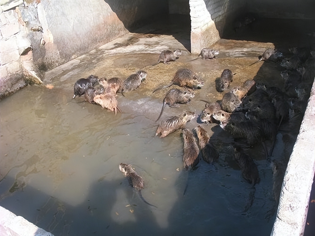 国内惊现巨型老鼠,上海巨型老鼠